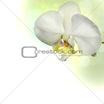 White orchid border