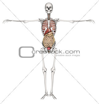 3D skeleton with internal organs