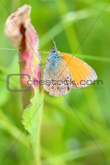 Butterfly (Polyommatus)