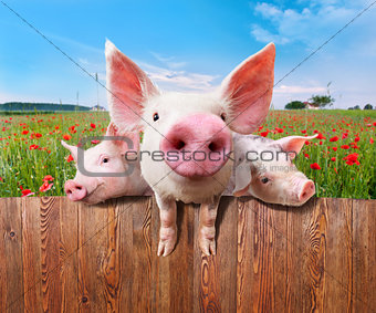 Three charming pigs from wonderful farm.