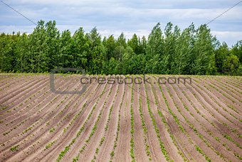 Spring Landscape with Plowed Field on the Background of Beautiful Clouds and Blue Sky. Ploughed Soil. Agriculture Concept. Copy Space.