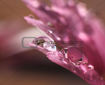 Water drops in pink flower
