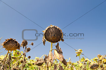 Sunflowers on the blue sky at the end of the summer