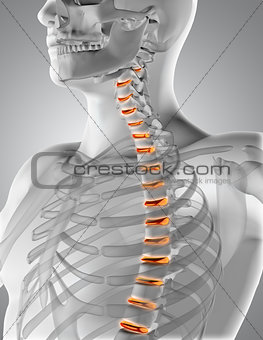 3D male medical figure with spine highlighted