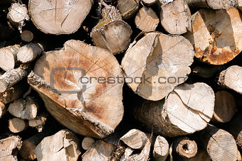 Stacked and chopped tree trunks
