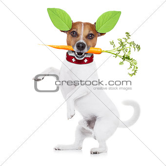 hungry vegan dog