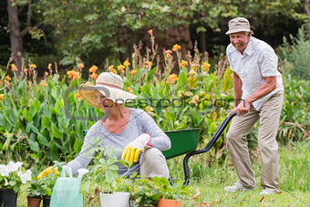 Happy grandmother and grandfather gardening