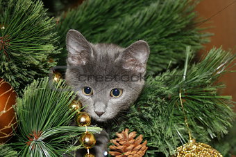 Cute kitten climbed on the tree