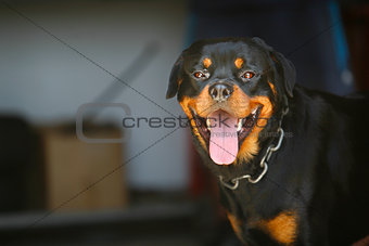 Portrait of nice young rottweiler