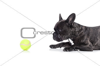 dog and tennis ball