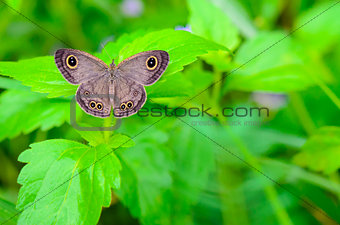 Ypthima baldus baldus or Common Five Ring butterfly