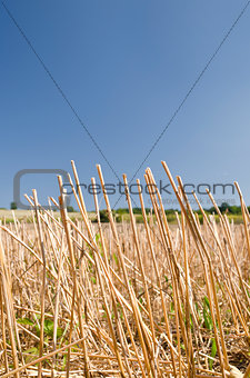 Wheat straws on the blue sky at the end of the summer