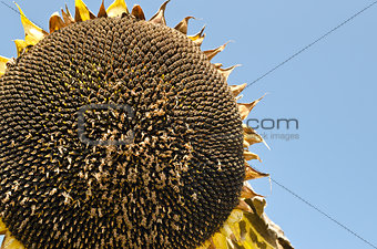 Sunflowers on the blue sky at the end of the summer
