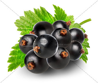 Branch of black currant