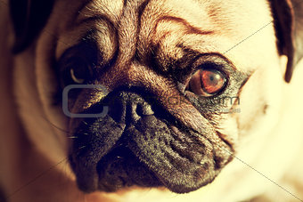 Close up of Cute pug puppy looking sad