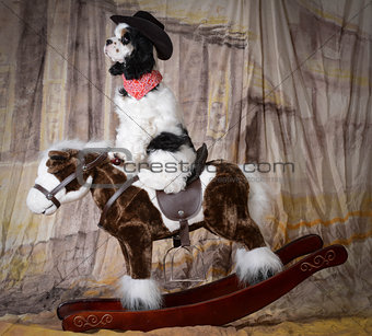 dog riding a horse