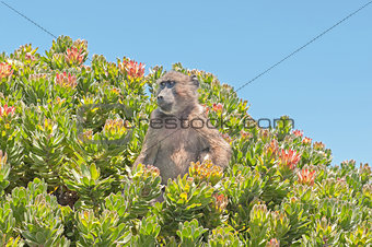 Chacma baboon in a protea shrub at Cape Point