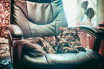 Huge cat Maine Coon lying in a leather chair