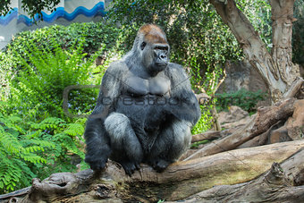 gorilla on a tree