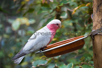 Galah cockatoo  is a common parrot of Australia