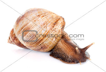 giant African snail