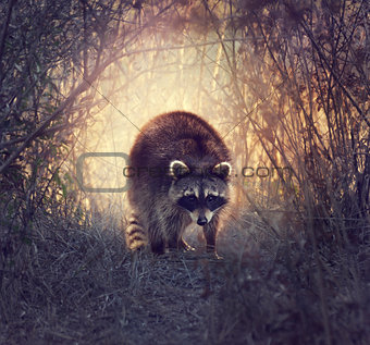 Wild Raccoon