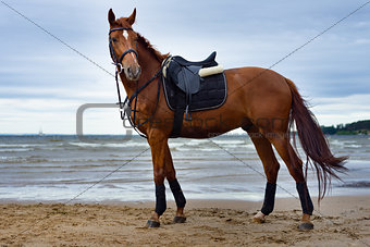 horse on the coast