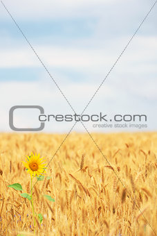 Sunflower in cereal field