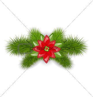 Christmas composition with fir twigs and flower poinsettia, isol