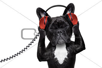 dog listening music
