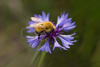 Bumblebee on cornflowers