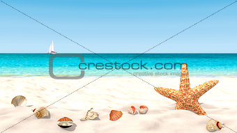 Shells and starfish on a sandy beach