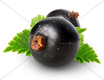 Black currant with leaves