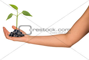 Plant in humans hand