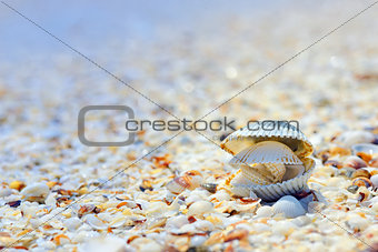 open shells on beach