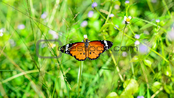 Plain Tiger butterfly ( Danaus chrysippus )