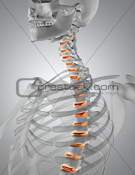 3D render of a spine highlighted in skeleton
