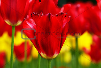 Beautiful red terry tulips