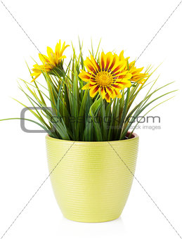 Colorful daisy flowers in flowerpot