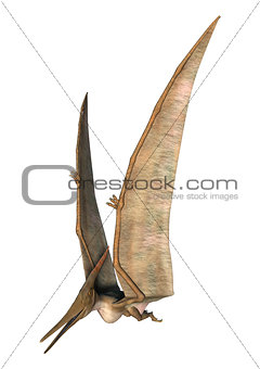 Pteranodon