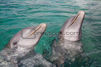 Dolphins in Honduras
