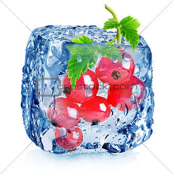 Red berries of currant in ice 