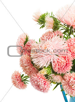aster flowers
