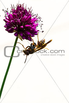 Drumstick Allium Flower Bloom and Wasp