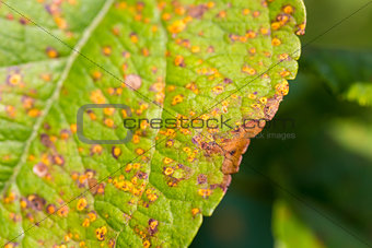 Closeup of Leaf Disease Spots