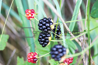 Closeup of Wild Ripe Blackberries