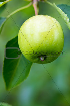 A Closeup of Green and Yellow Apples