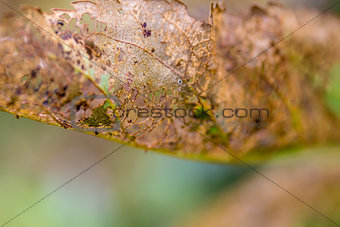 Closeup of Insect Eaten Fruit Tree Leaf