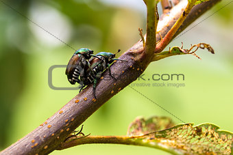 Japanese Beetles Popillia japonica Mating
