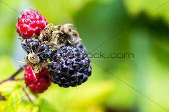 Closeup of Black Raspberries
